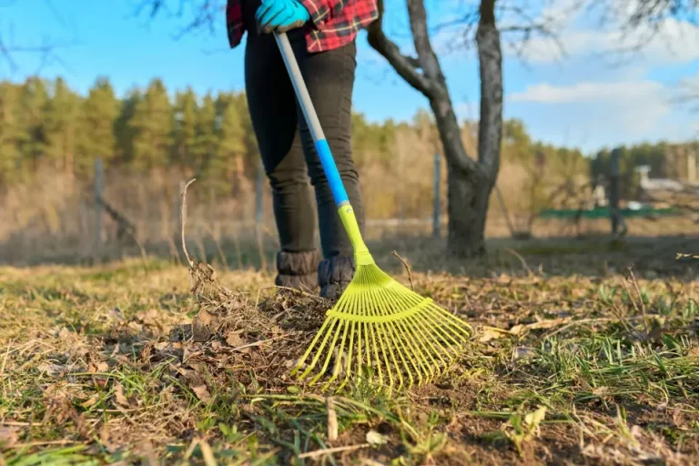 A woman is raking the grass during fall cleaning in Santa Clara.